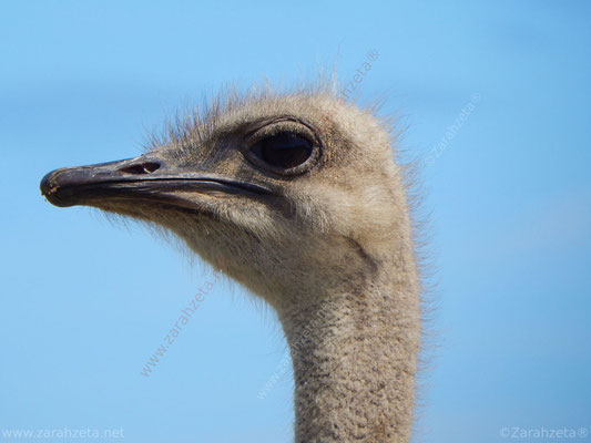 Vogel Strauß