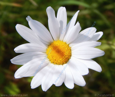 Gänseblümchen im Sonnenlicht in Nahaufnahme