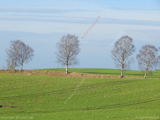 Bild Nr. 53: Schlichte, schöne Winterlandschaft in Schleswig-Holstein