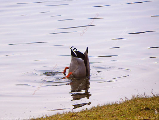 Bild Nr. 1: Ente kopfüber