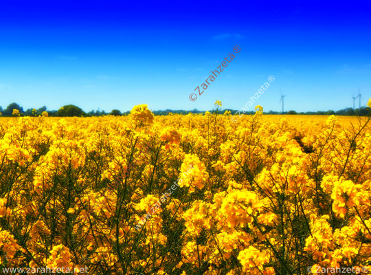 Gelbes Rapsfeld unter blauem Himmel
