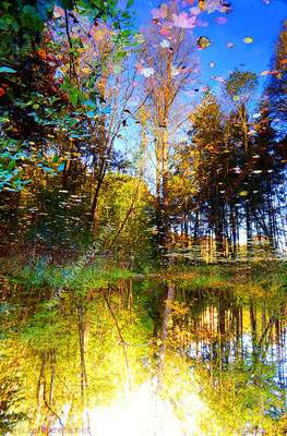 Wald im See als Spiegelbild