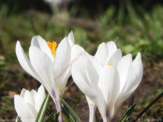 Weiße Krokusse
