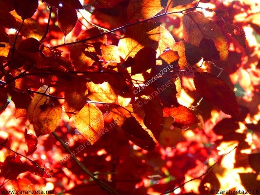 Baumkrone mit roten Herbstblättern