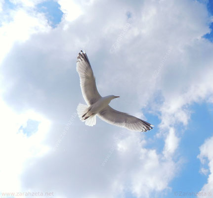 Bild Nr. 28: Hochfliegende Möwe am Himmel als Freiheit