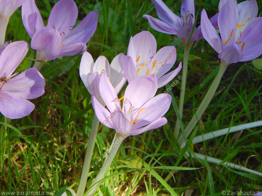 Lilane Krokusse in der Sonne