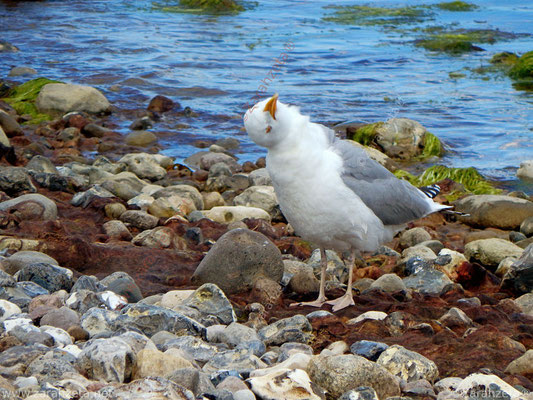 Bild Nr. 20: Lustige Möwe mit verdrehtem Kopf