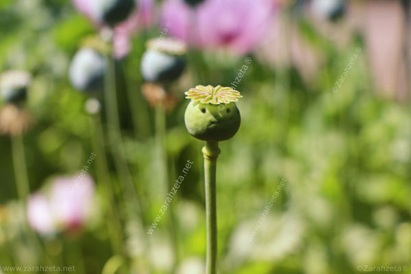 Kleine Mohnkapsel auf Blumenwiese mit lächelndem Gesicht