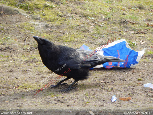Schwarze Krähe und Müll