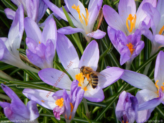 Honigbiene auf lila Krokus