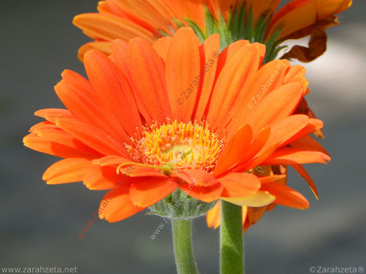 Bild Nr. 54: Orange Gerbera als schöner, kleiner Blumengruß