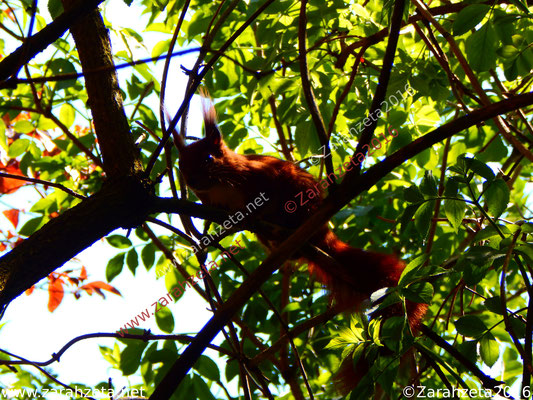 Neugieriges Eichhörnchen im Baum