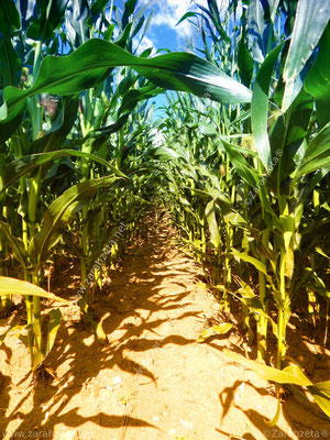 Bild Nr. 21: Weg im Maisfeld