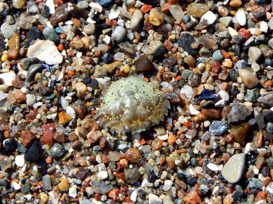 Bild Nr. 35: Mosaik oder Strandkrabbe als Chamäleon