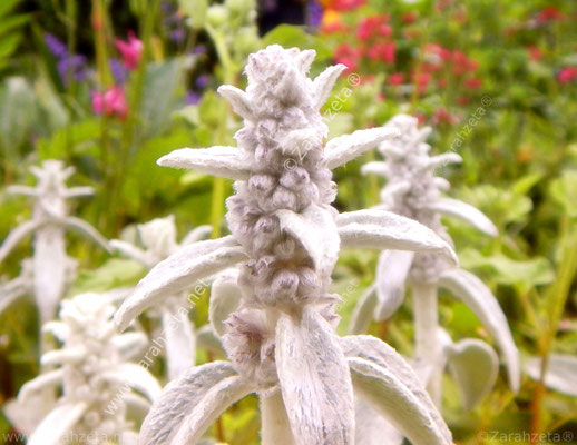 Wollziest, Eselsohr oder Hasenohr, Stachys byzantina als botanische Trolle im Garten