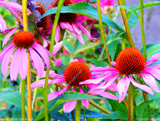 Roter Sonnenhut als Leuchtblumen im Sommer