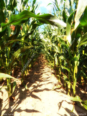 Kleiner Weg im jungen Maisfeld im Sommer