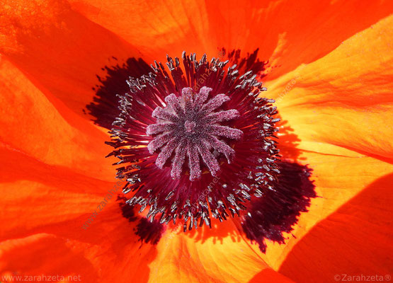 Bild Nr. 22: Blumenblätter und Blütenstempel als Biologische Flagge