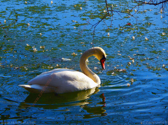 Bild Nr. 10: Weißer Schwan im Winter