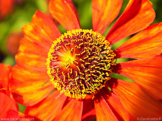 Blütenstempel einer Sonnenbraut in Nahaufnahme als Floraler Sonnenball