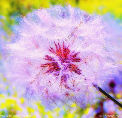 Magische, pinke Pusteblume