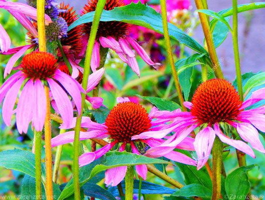 Roter Sonnenhut als Leuchtblumen