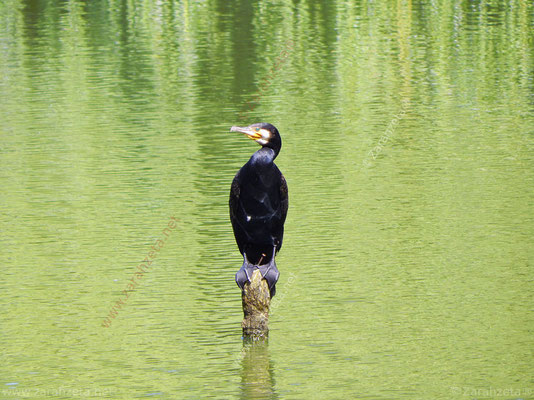 Bild Nr. 4: Kormoran auf dem Nord-Ostsee-Kanal