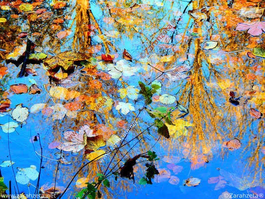 Herbstlaub auf Wasseroberfläche als Farbenspiel