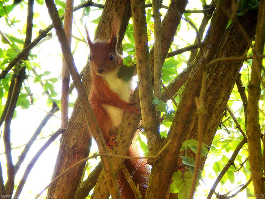 Bild Nr. 32: Neugieriges Eichhörnchen
