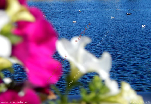 Pinke und weiße Rosen am Hafenbecken von Kiel