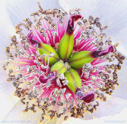 Blumenstempel von weißer Pfingstrose mit Samen verfremdet