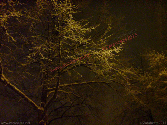 Verschneite Bäume in der Nacht im Winter