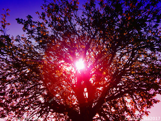 Sonnenlicht als rote Lichtkugel im Baum