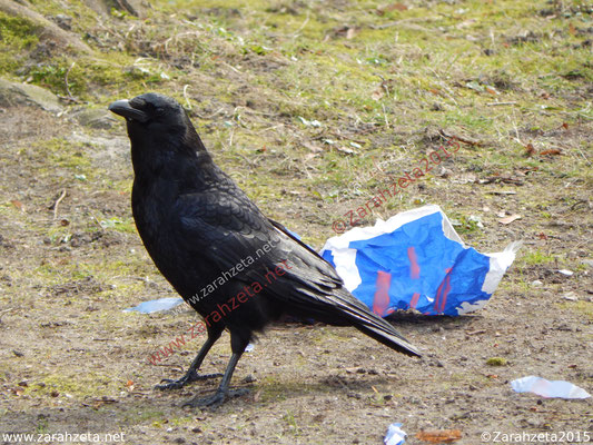 Schwarze Krähe mit Müll
