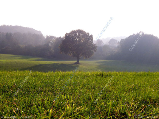 Ein einzelner Baum auf grüner Wiese im leichten Morgennebel