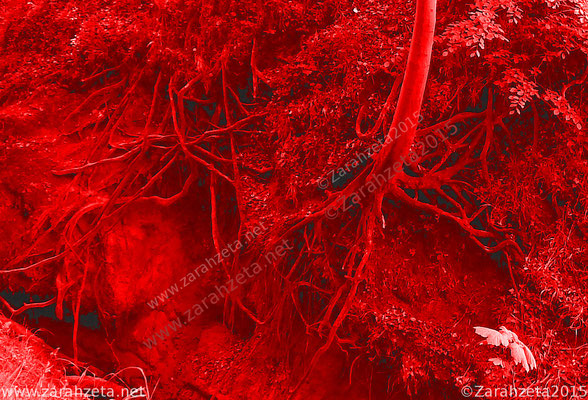 Rotgefärbte Baumwurzeln als Neuronen