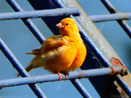 Bild Nr. 30: Gelber Kanarienvogel als Goldvogel