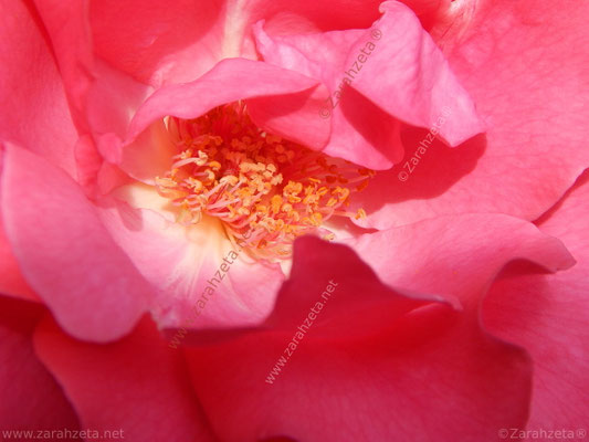 Bild Nr. 34: Blütenstempel als Rosanes Rosa, Makroaufnahme