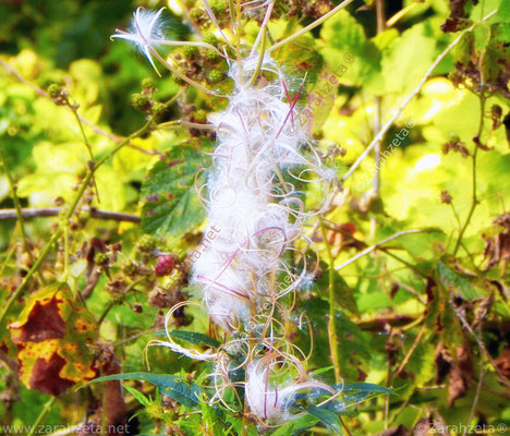 Bild Nr. 40: Elfenhaar aus der Feenwelt