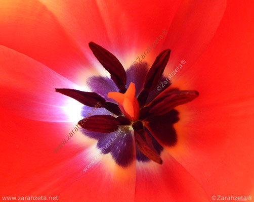 Blütenstempel einer roten Blume in Makroaufnahme