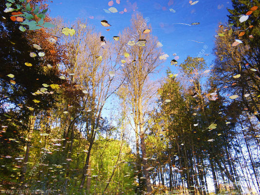 Bild Nr. 26: Spiegelung im Waldsee als herbstliche Spiegelwelt