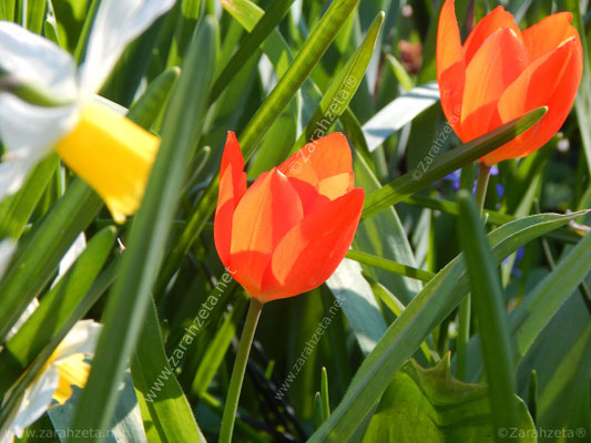 Rote Tulpen auf einer Blumenwiese im Sommer