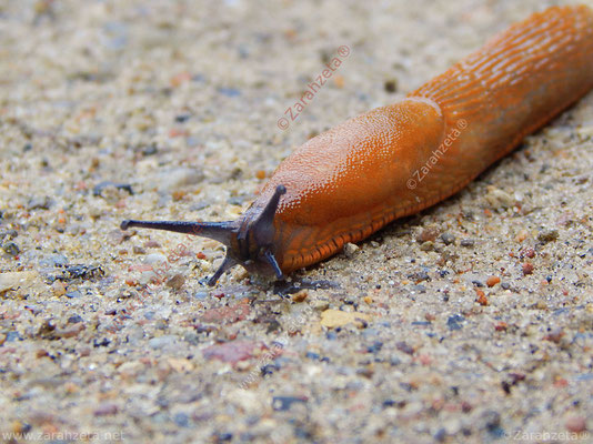 Bild Nr. 44: Nacktschnecke in Makro