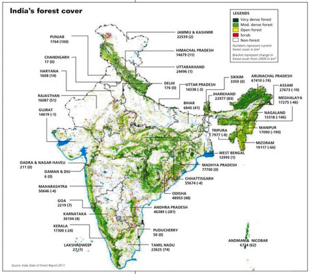 India Forest