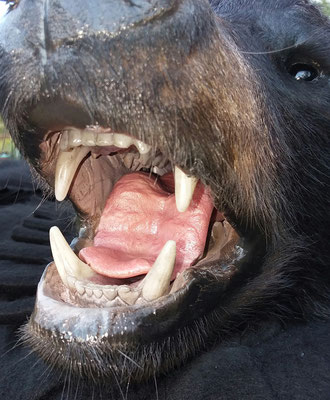 09.13.19 Black Bear Rug (6)