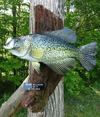 06.18.19 Crappie 13in (2)