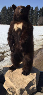 03.19.21 Black bear (2)
