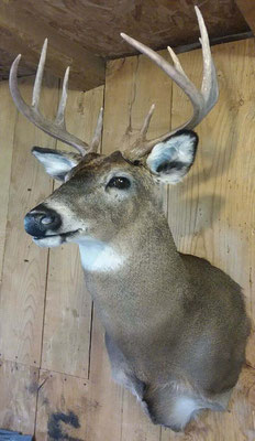 9 Point Buck #1 8/12/18