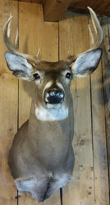 4.27.17 10Pt Buck
