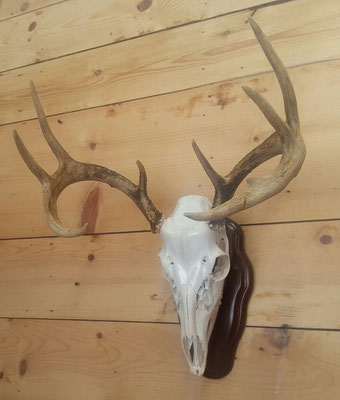 02.28.20 Euro Mount (1)